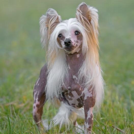 Chinese long hair dog shop